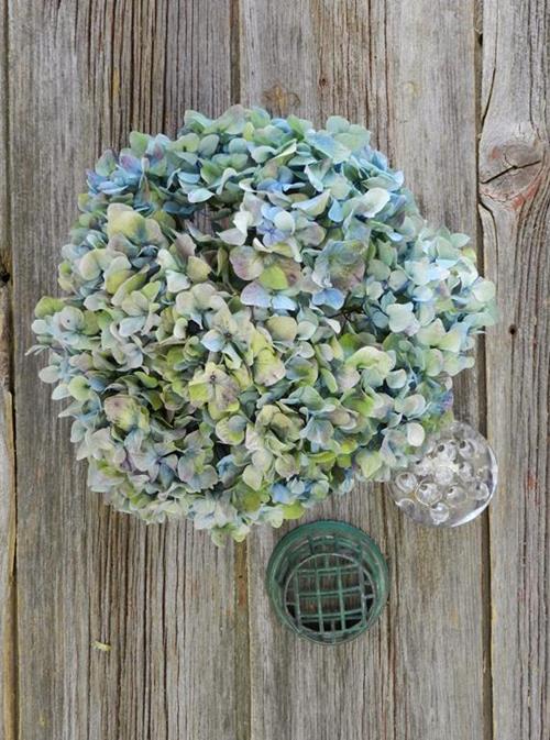 HULK  BI-COLOR GREEN/BLUE HYDRANGEA